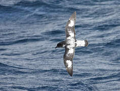 Cape Petrel