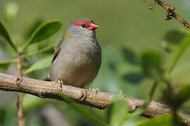 Red-browed Finch