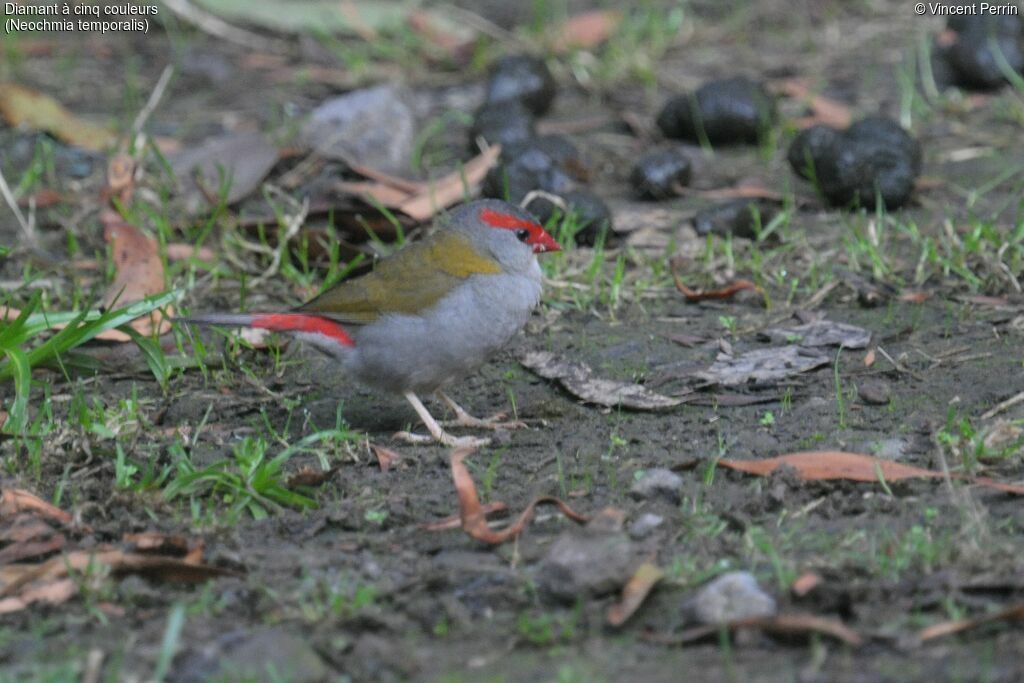 Red-browed Finch