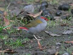 Red-browed Finch