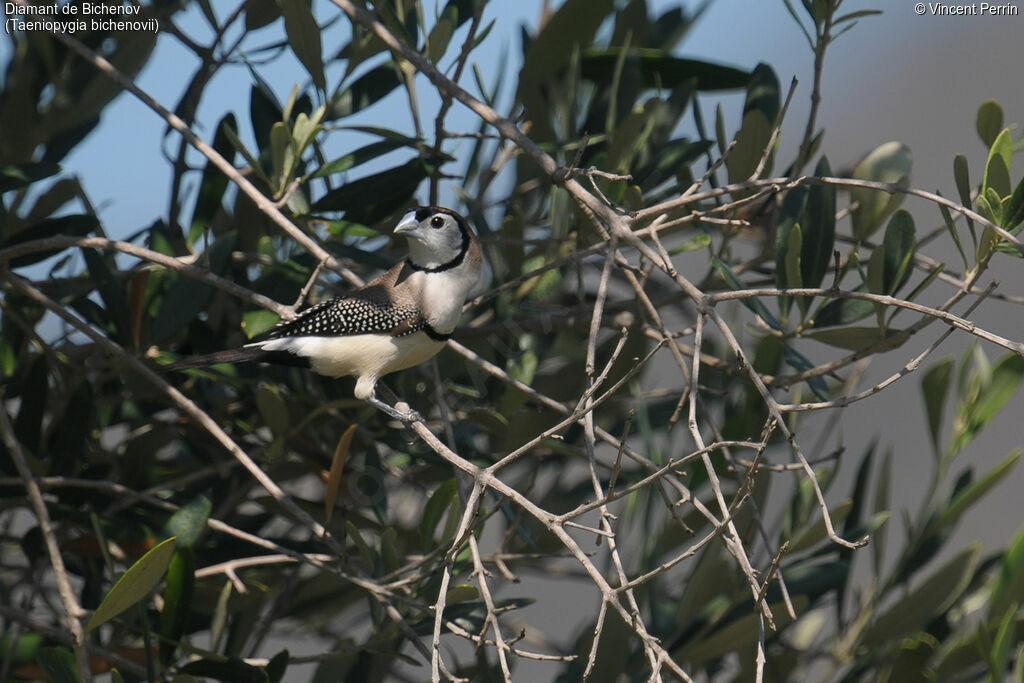 Double-barred Finchadult