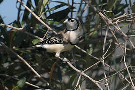 Double-barred Finch