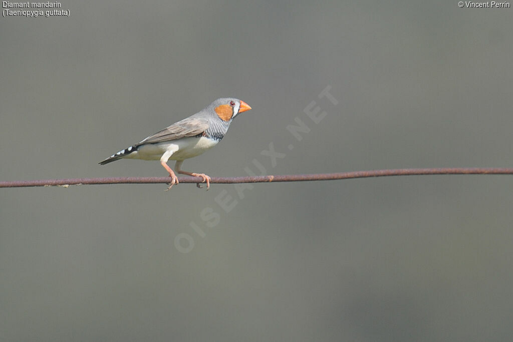 Sunda Zebra Finch male adult