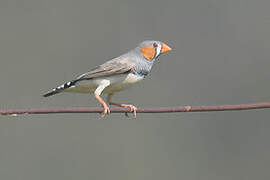 Sunda Zebra Finch