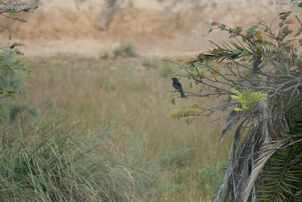 Fork-tailed Drongo