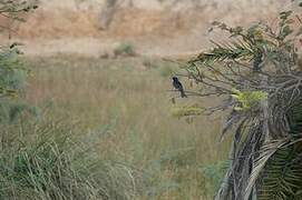 Fork-tailed Drongo