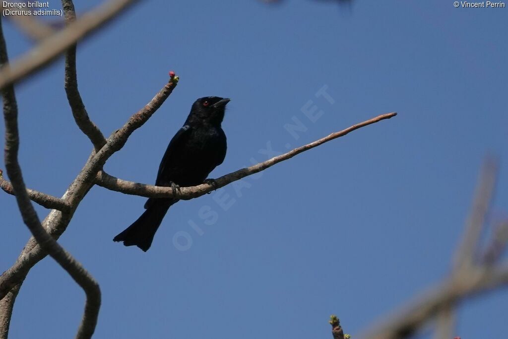 Fork-tailed Drongo, identification