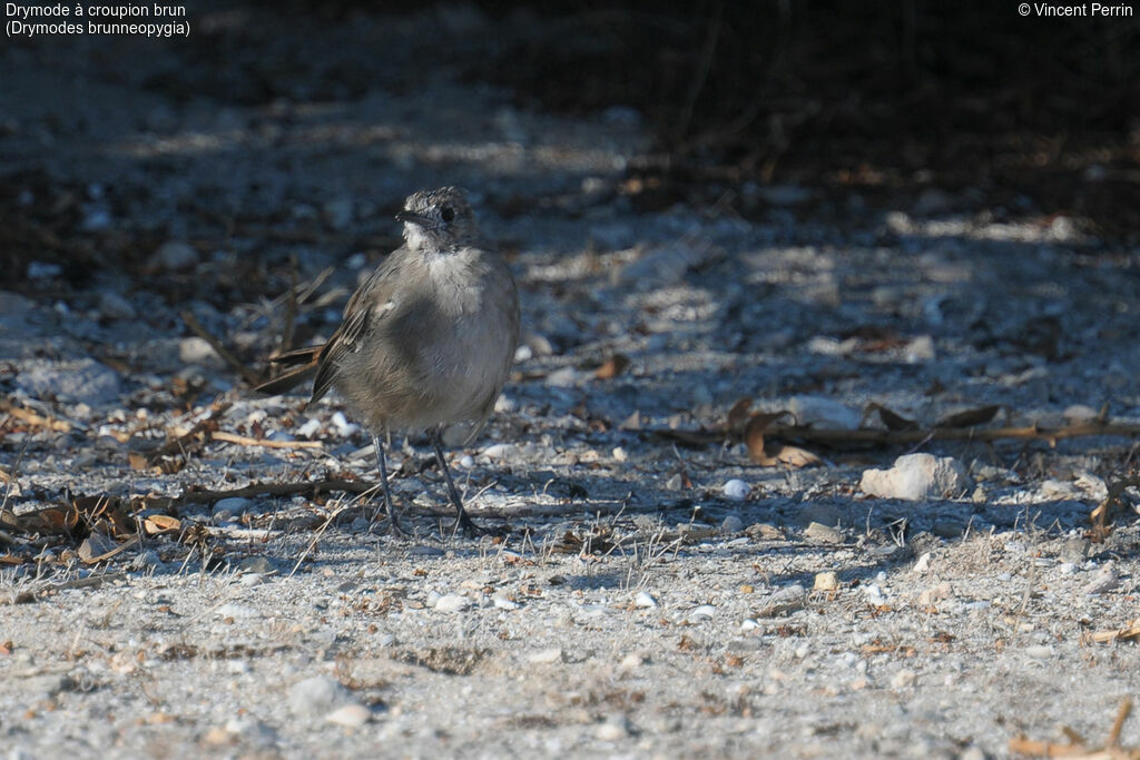 Southern Scrub Robin