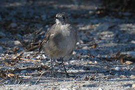 Southern Scrub Robin