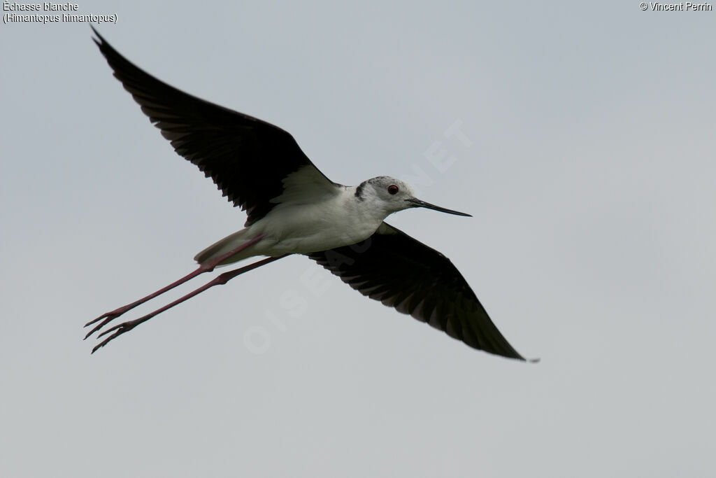 Black-winged Stilt male adult, Flight