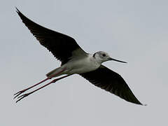 Black-winged Stilt