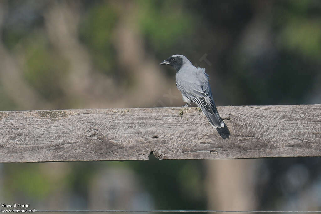 Black-faced Cuckooshrikeadult, identification