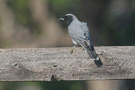 Black-faced Cuckooshrike