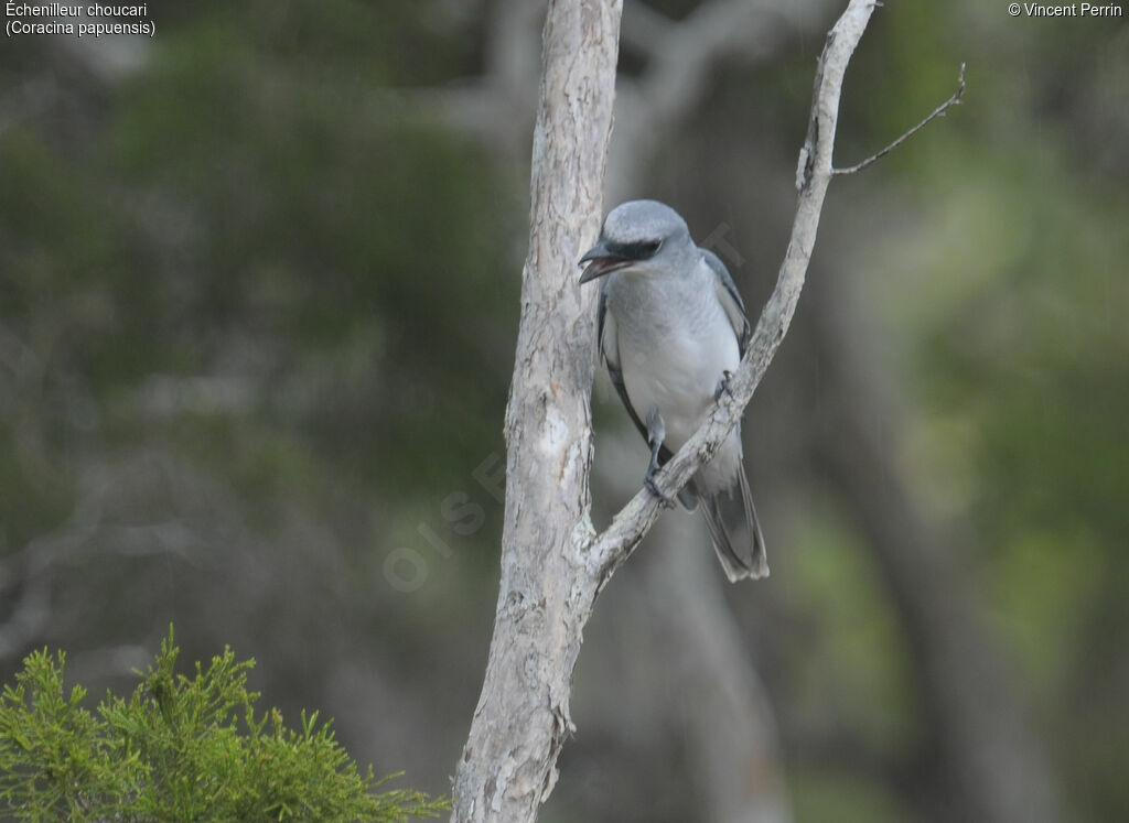 White-bellied Cuckooshrike male adult