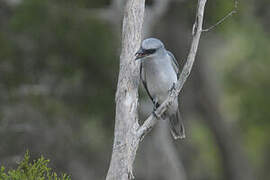 White-bellied Cuckooshrike