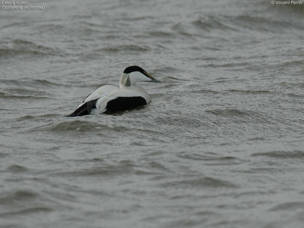 Common Eider male adult