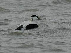 Common Eider