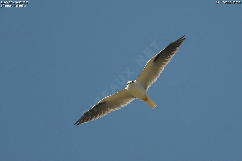 Black-shouldered Kiteadult