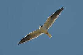 Black-shouldered Kite