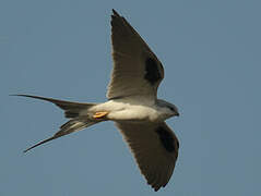 Scissor-tailed Kite