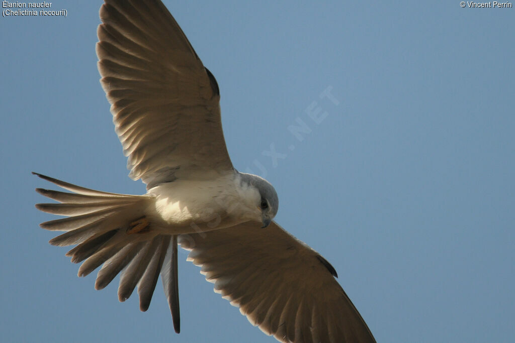 Scissor-tailed Kiteimmature