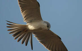 Scissor-tailed Kite