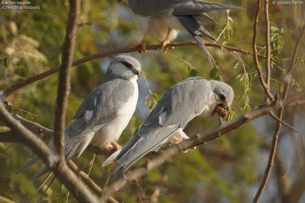 Scissor-tailed Kiteadult