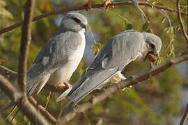 Scissor-tailed Kite