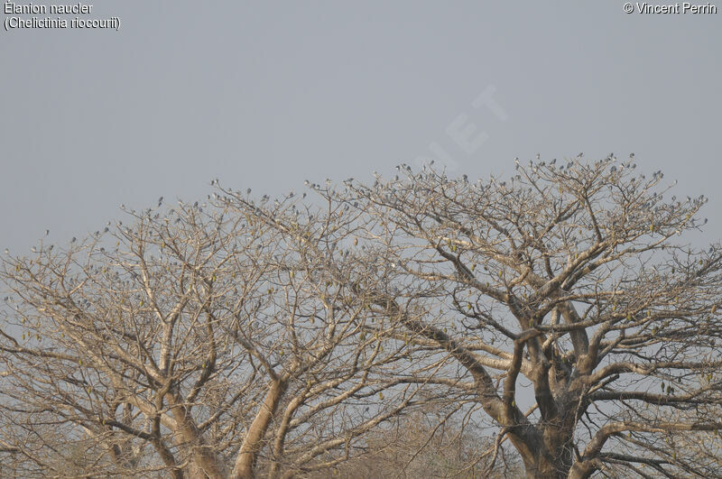 Scissor-tailed Kite, habitat, Behaviour
