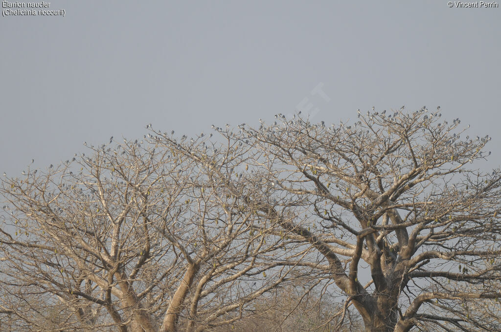 Élanion naucler, habitat, Comportement