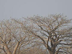 Scissor-tailed Kite