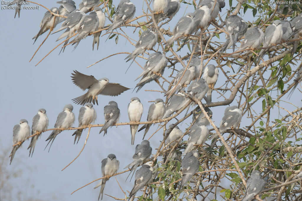 Scissor-tailed Kite, habitat, Behaviour