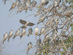 Scissor-tailed Kite