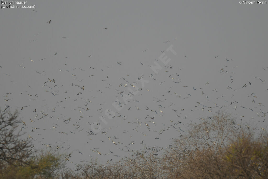 Scissor-tailed Kite, habitat, Behaviour