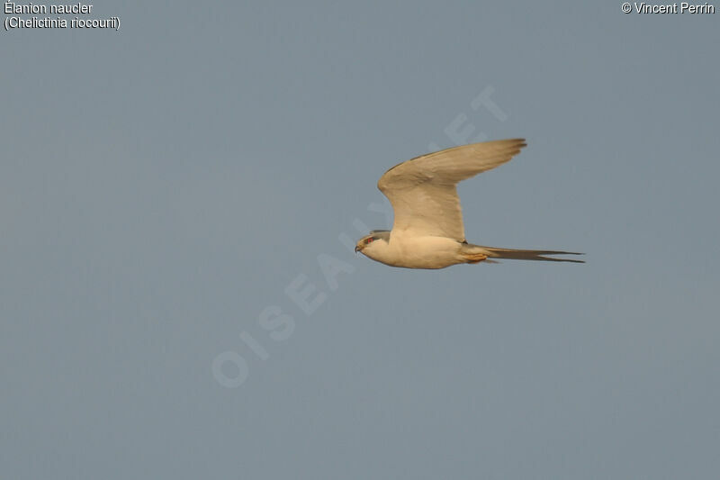 Scissor-tailed Kitejuvenile, Flight