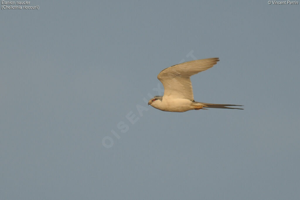 Scissor-tailed Kitejuvenile, Flight