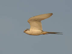 Scissor-tailed Kite