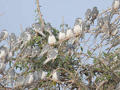 Scissor-tailed Kite