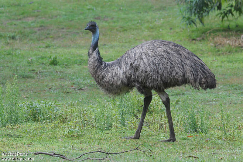 Émeu d'Australie mâle adulte, identification