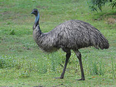 Emu