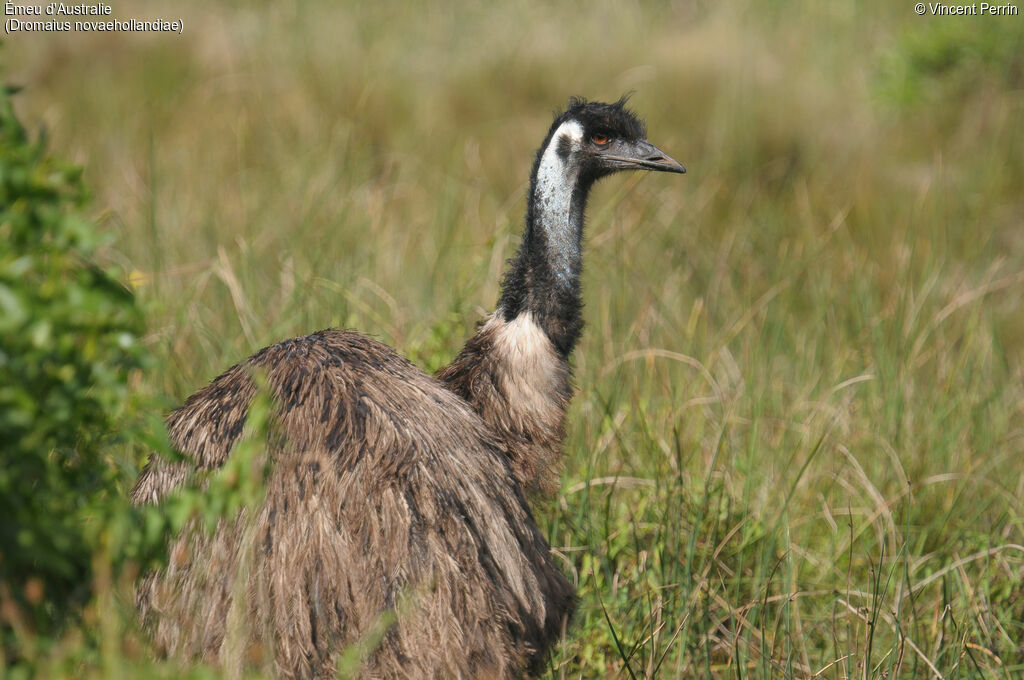 Emu