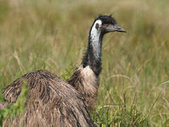 Emu