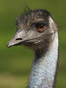 Emu