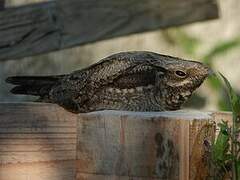 European Nightjar