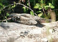 European Nightjar