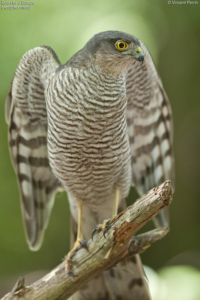 Eurasian Sparrowhawk