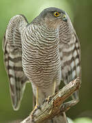 Eurasian Sparrowhawk