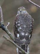 Eurasian Sparrowhawk