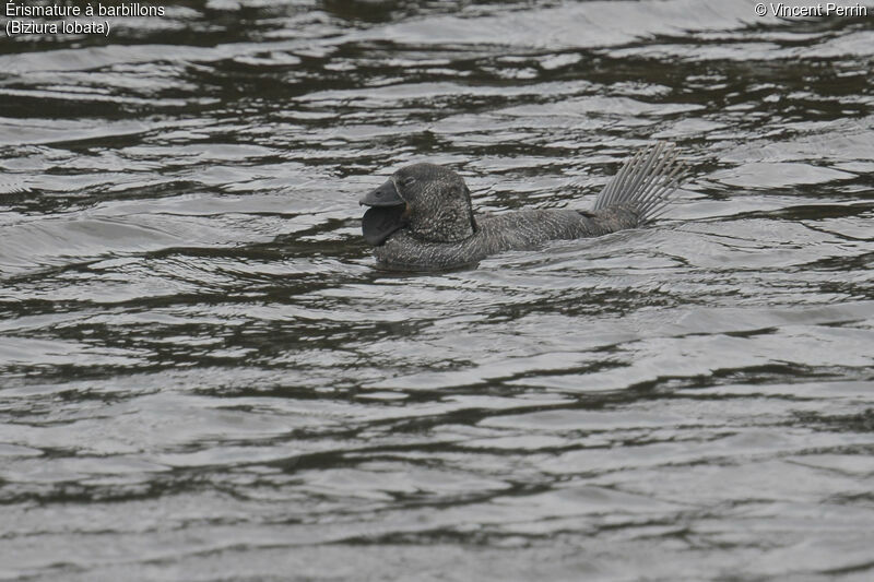 Musk Duck male adult