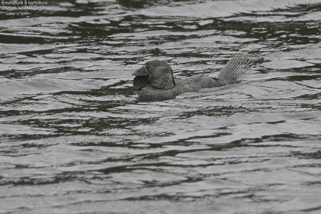 Musk Duck male adult